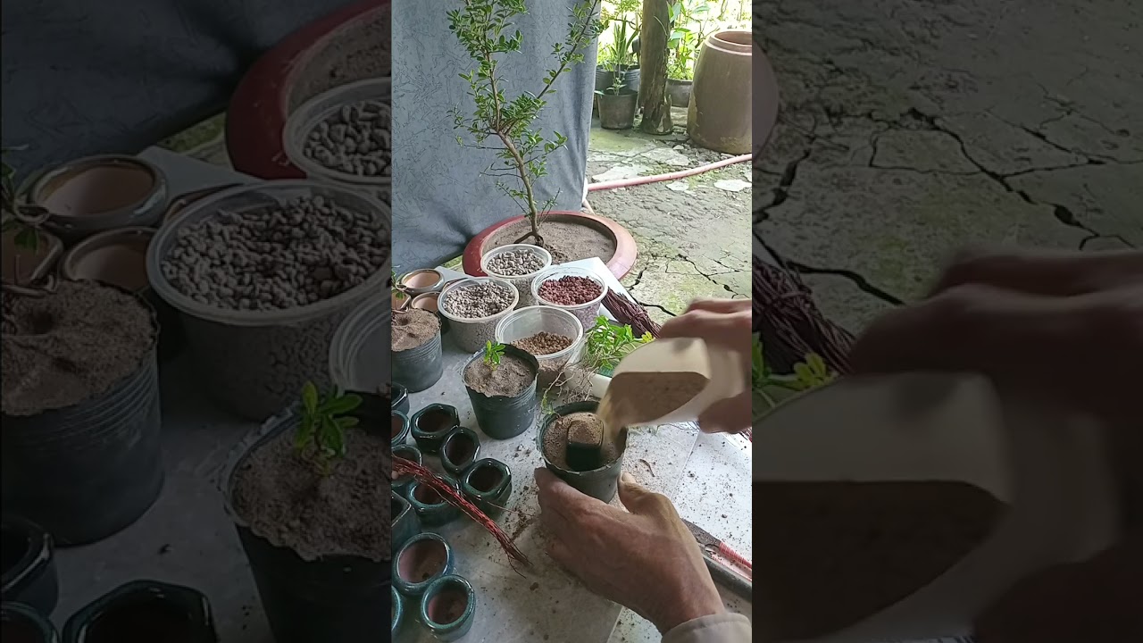 Tạo một Hải châu siêu mini@#bonsai.#phươnglê.