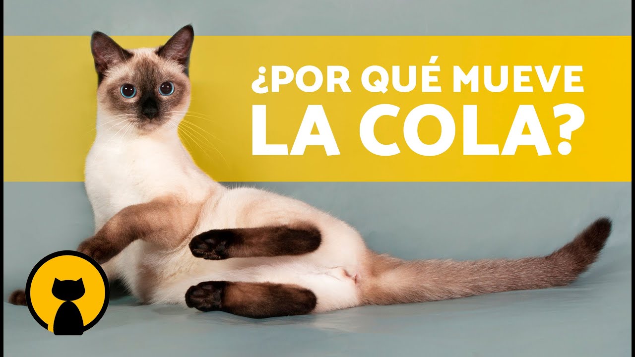 SIGNIFICADOS de los MOVIMIENTOS de la COLA del GATO 🐈 ¿Qué quiere decir