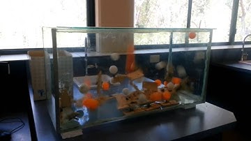 Mousetrap Fission Demo