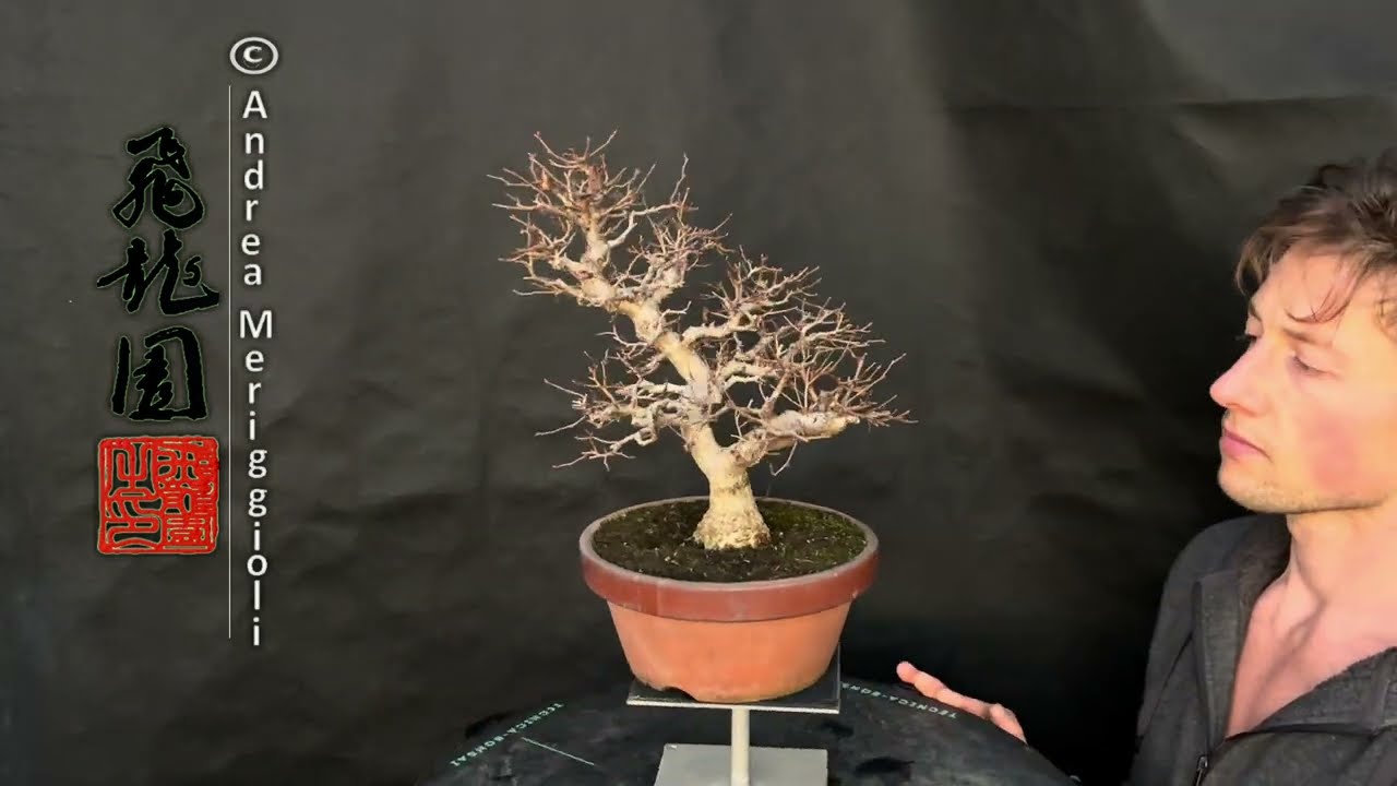 Carpinus turczaninowii 24-339