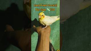 Cocatel bird sale! Hand Feed Cocatel bird sale #video #shortclips #viral #shorts #status
