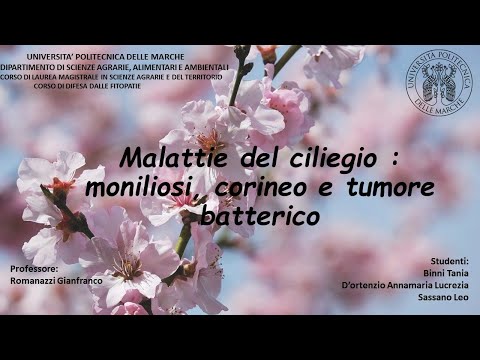 Video: Controllo del cancro batterico - Come trattare il cancro batterico sugli alberi