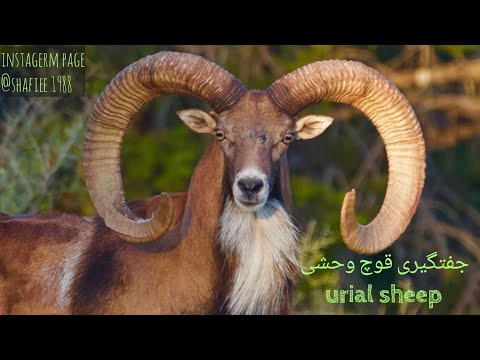 جفتگیری قوچ وحشی