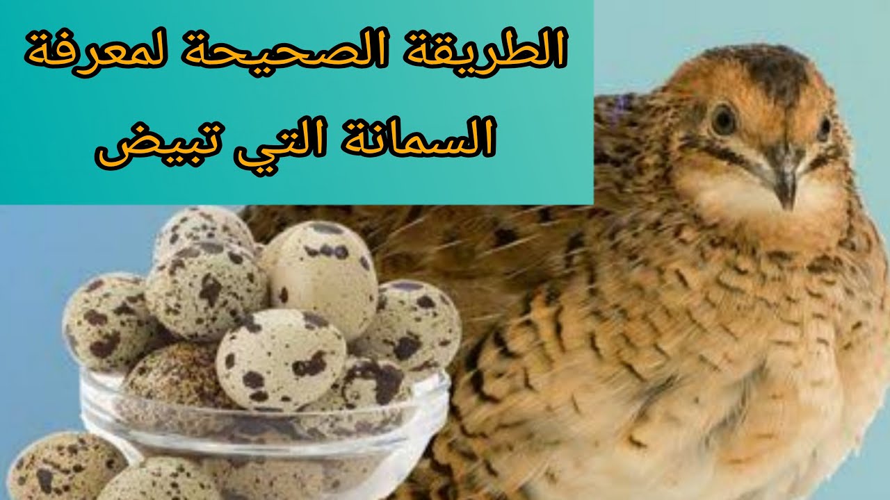 الطريقة الصحيحة لمعرفة السمانة التي تبيض و التي لا تبيض.