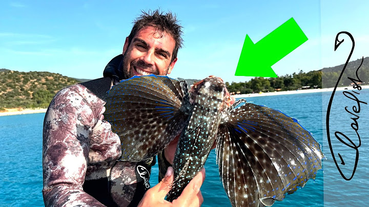 Il misterioso PESCE CIVETTA