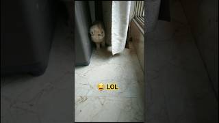 funny billa 😂 #cat #funny #shorts #viral #explore #pubg #comedy #pets #explorefeed #reels catlover