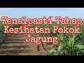 Tips  cara mengenalpasti tahap kesuburan pokok jagung