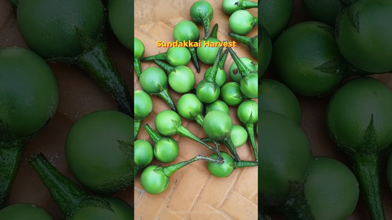 Terrace Garden Sundakkai Harvest 😮 | Home Grown Turkey Berry in Tamil | Must Watch !