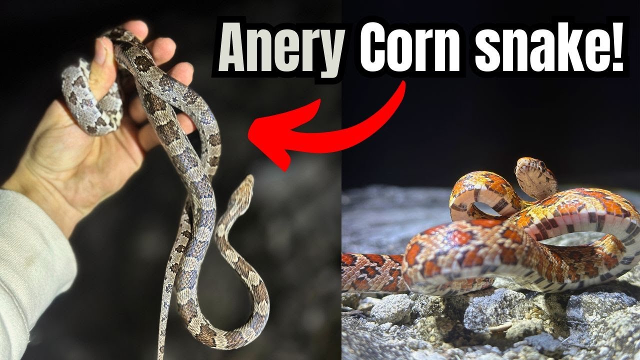RARE Anery Cornsnake and invasive reptiles in Florida! Herping 2025|