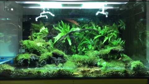 Fully Automatic Vivarium