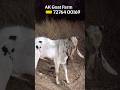 Kota and kashmiri bakre at AK Goat Farm Pune
