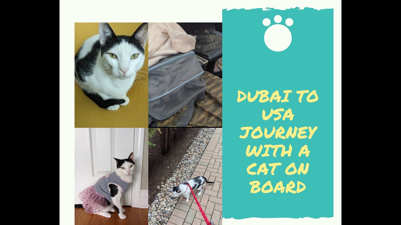 Fedex Flight From Dubai To Usa