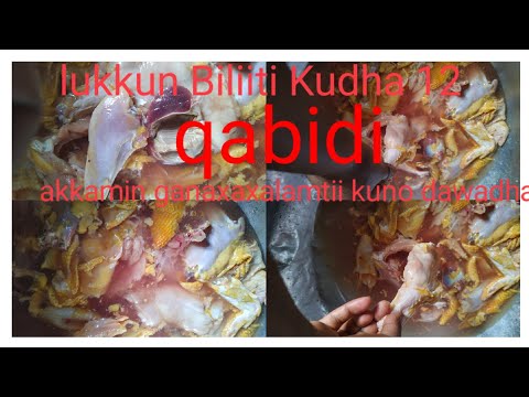 Hala Lukkun Ittin Bilittin Ishi Ba Uu Kuno Bilitti 12ba Uu Qabdii 