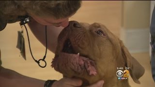 Giant-Size Therapy Dog Helps Brighten Patients' Days