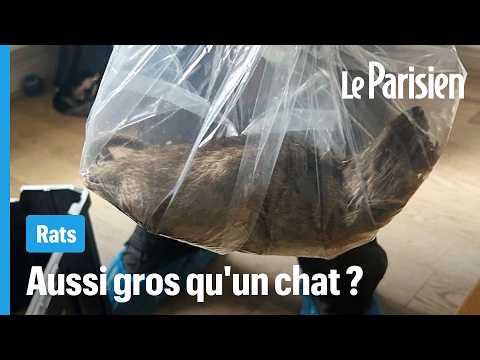 Vidéo : Pourquoi les rats paraissent de plus en plus gros