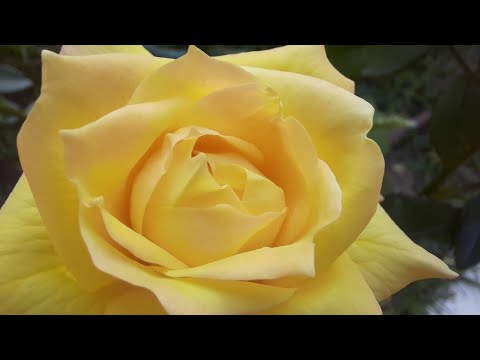 Video: Manualul și Patru Trandafiri Bourbon Pereche Recapitulare Eveniment