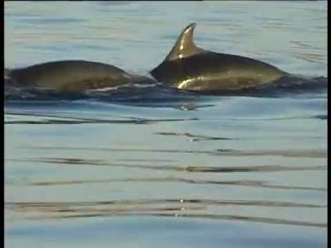 Video: Grey dolphin: features of the species