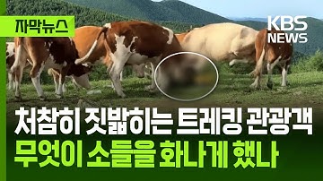 [자막뉴스] 처참히 짓밟히는 트레킹 관광객...무엇이 소들을 화나게 했나 / KBS 2025.08.01.