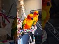 Funny Parrot's #viral #funny #trending #nature #travel #naturesvoice #shorts #shortvideo #fyp