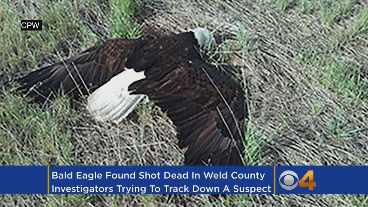 Bald Eagle Found Shot Dead Near Colorado Reservoir