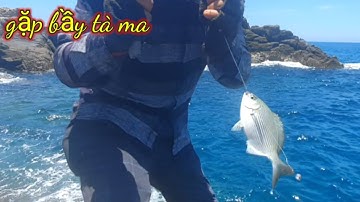 VUONG LT VLOG câu cá biển | cá giò _cá tà ma | đầu hàng với cá thia | @vuongltvlog