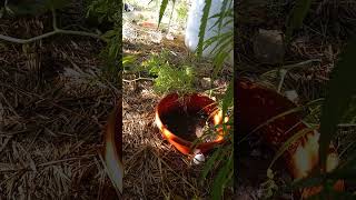 keeping bugs away organically#organic #weedgotmefaded #gardening