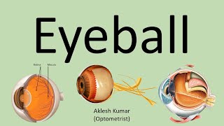 Eyeball | Eye Anatomy | Human Eyeball