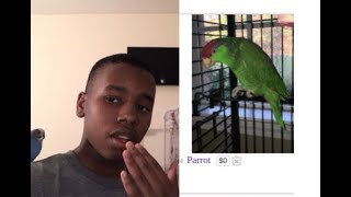 Bird YouTuber reacts to bird Craigslist ADS