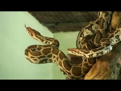 Rock Python at Mysore Zoo