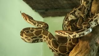 Rock Python at Mysore Zoo