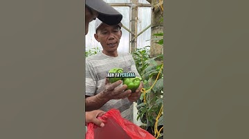 panen paprika umur berapa?
