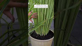 Cara Memangkas Serai dengan Benar