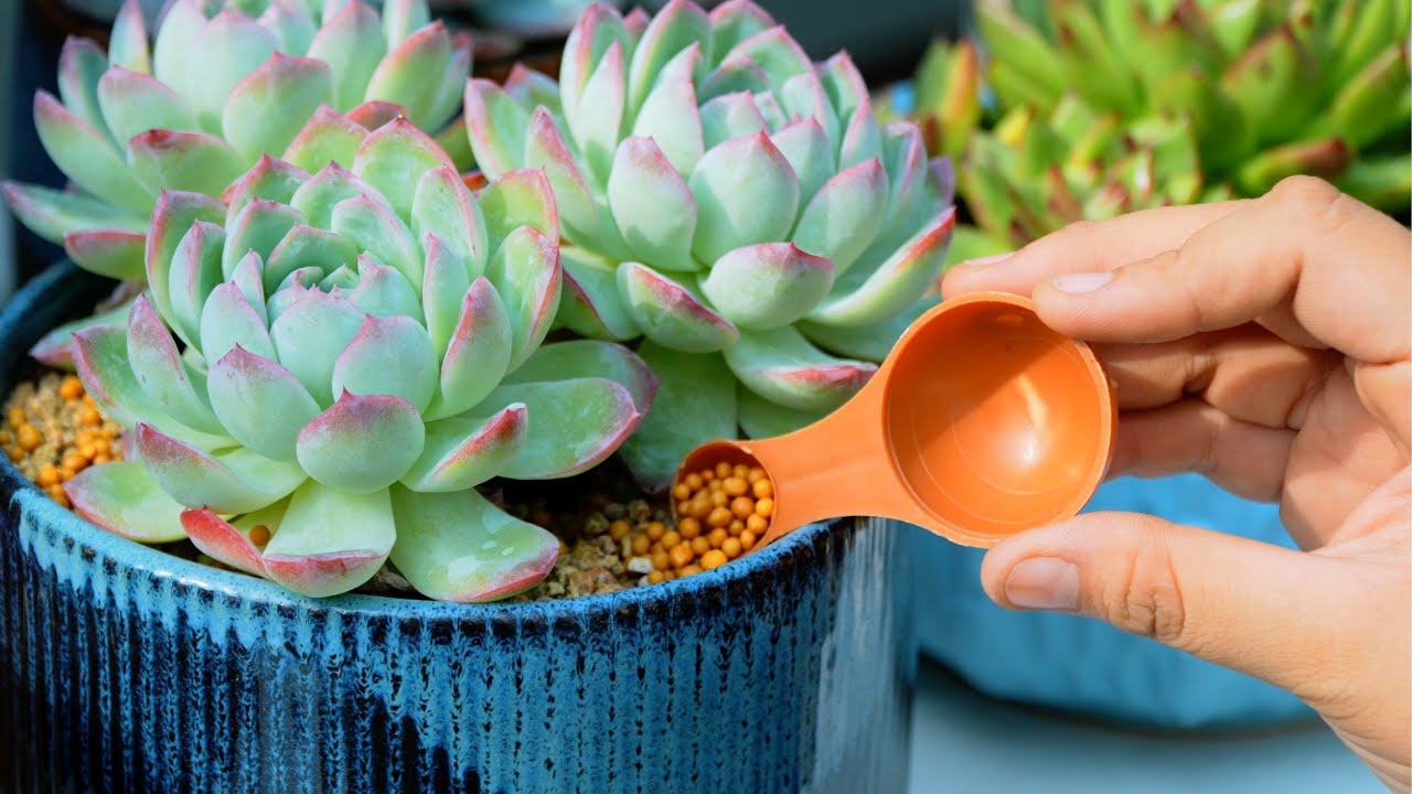 Phân bón cho sen đá - Phân gì cho sen đá lên màu, mập lá?