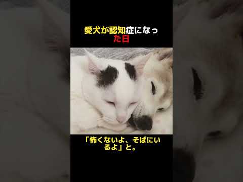 【涙腺崩壊】愛犬が認知症になった日、いつも意地悪だった猫の「本当の優しさ」が始まった。#愛犬#感動の実話#涙が止まらない#泣ける動画#涙腺崩壊