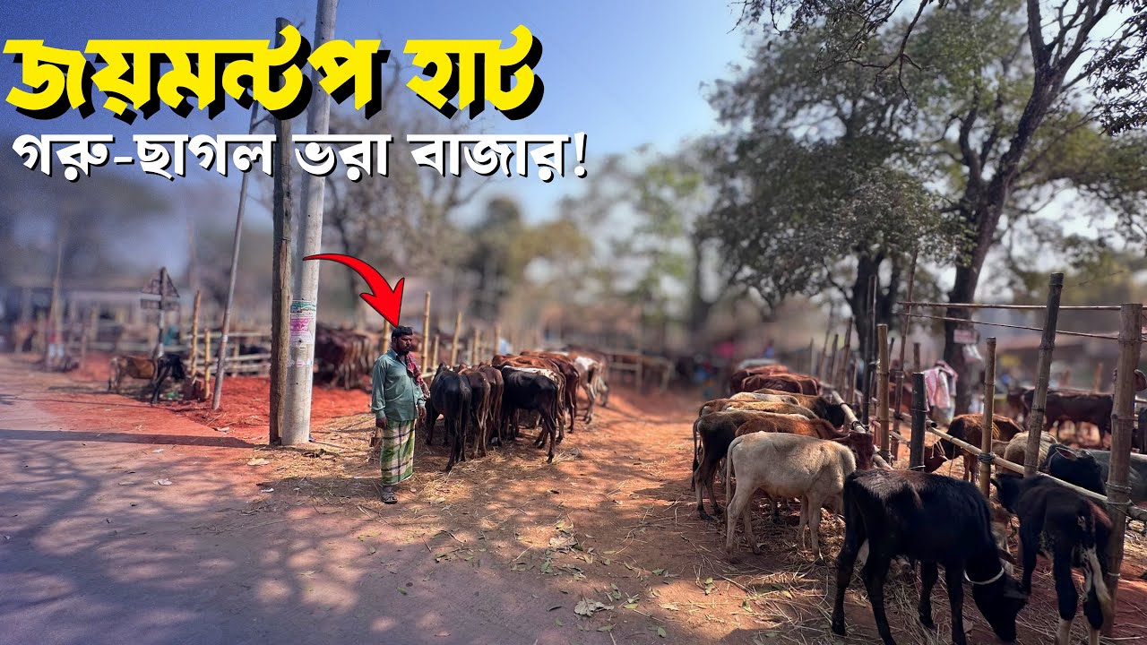মানিকগঞ্জ জয়মন্টপ গরুর হাট ২০২৬ | Singair Joymontop Cattle Market | Cow & Goat Haat Update