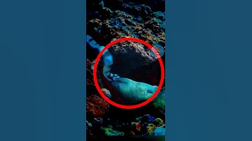 NẾU RẮN BIỂN ĐẤU VỚI LƯƠN ĐIỆN | 😨 #fact #amazingfacts #thaukinhdongvat