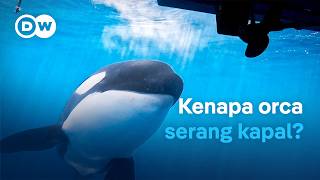 Download Lagu Misteri di balik paus pembunuh yang menyerang kapal di Selat Gibraltar | DW Dokumenter MP3