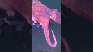 ONEREY OCTOPUS #ocean #viral  #fishing #adventure