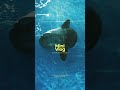 渋め大洗水族館 mini Vlog #shorts