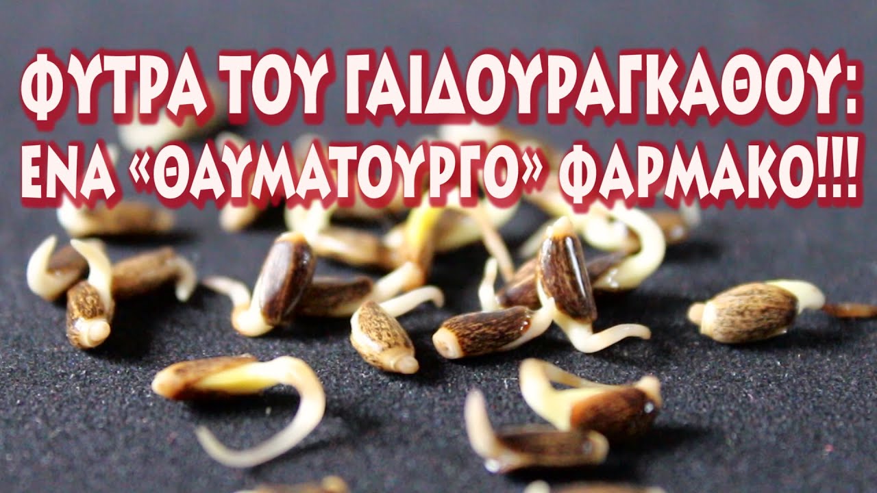 Φύτρα του γαιδουράγκαθου: ένα θαυματουργό φάρμακο!! Τι πρέπει να προσέχετε.