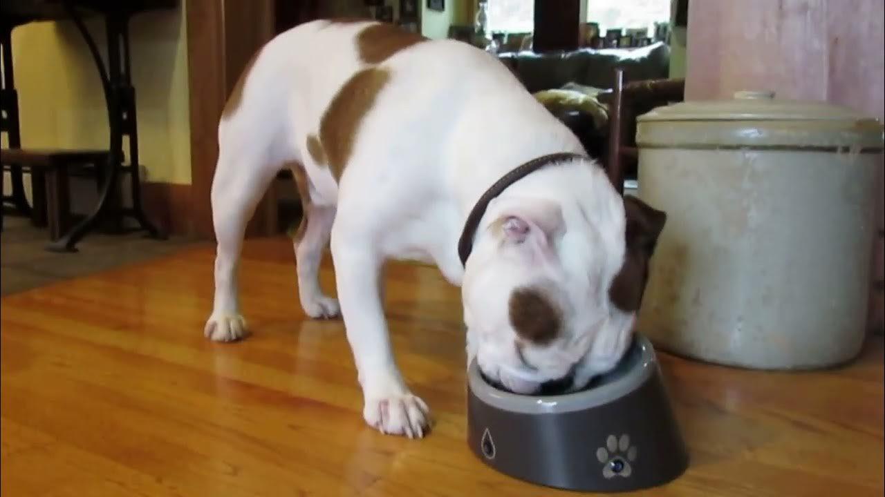 How To Know When To Let Your Pet Go