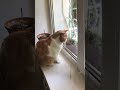 The cat saying “hi”🤣 кот здоровается