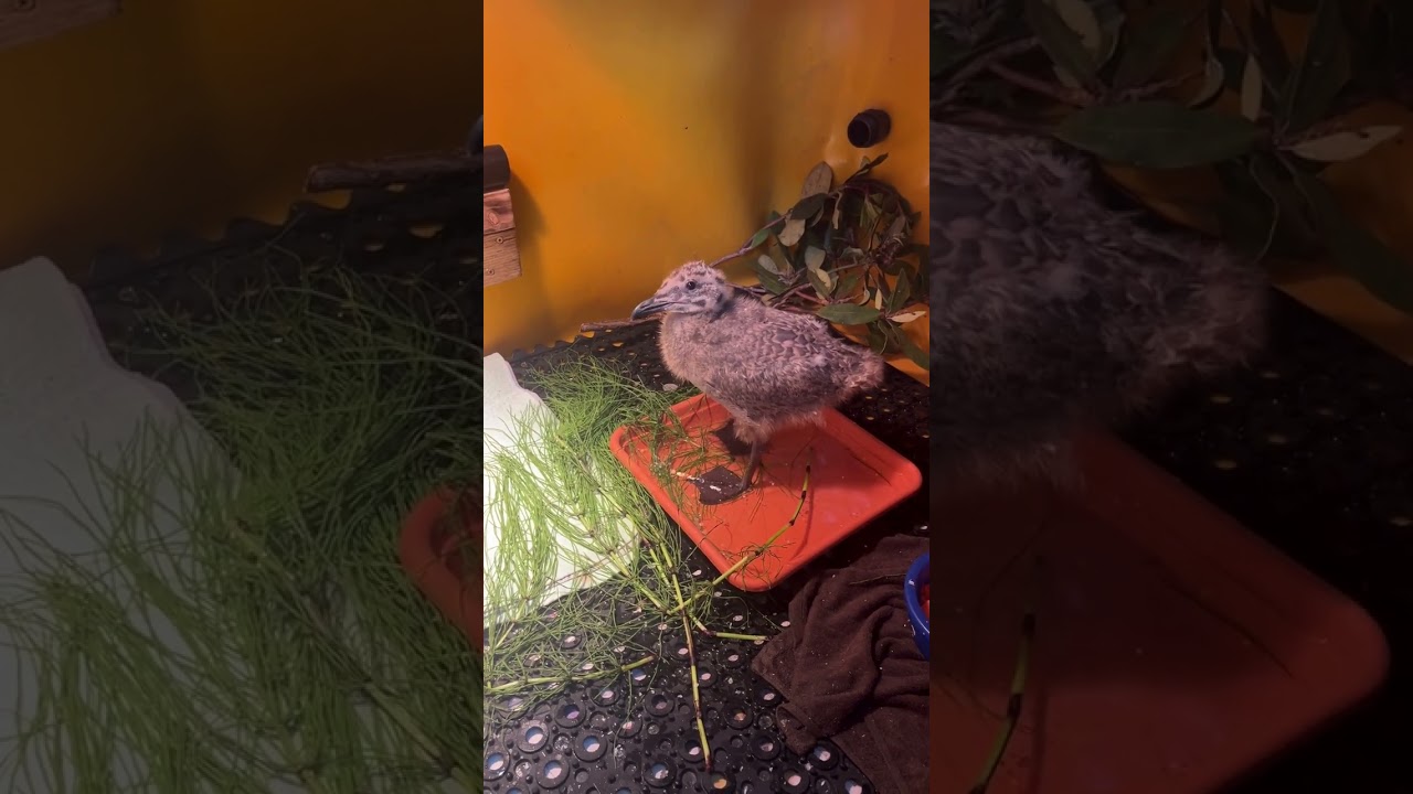 Baby Gulls in Care