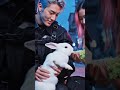 Kpop hunters playing with rabbit