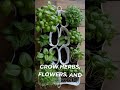 DIY Hanging Shoe Organizer Garden