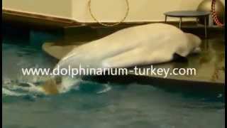 Antalya Dolphin Park Dolphinarium Swimming With Dolphins
