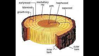How many rings in wood?
