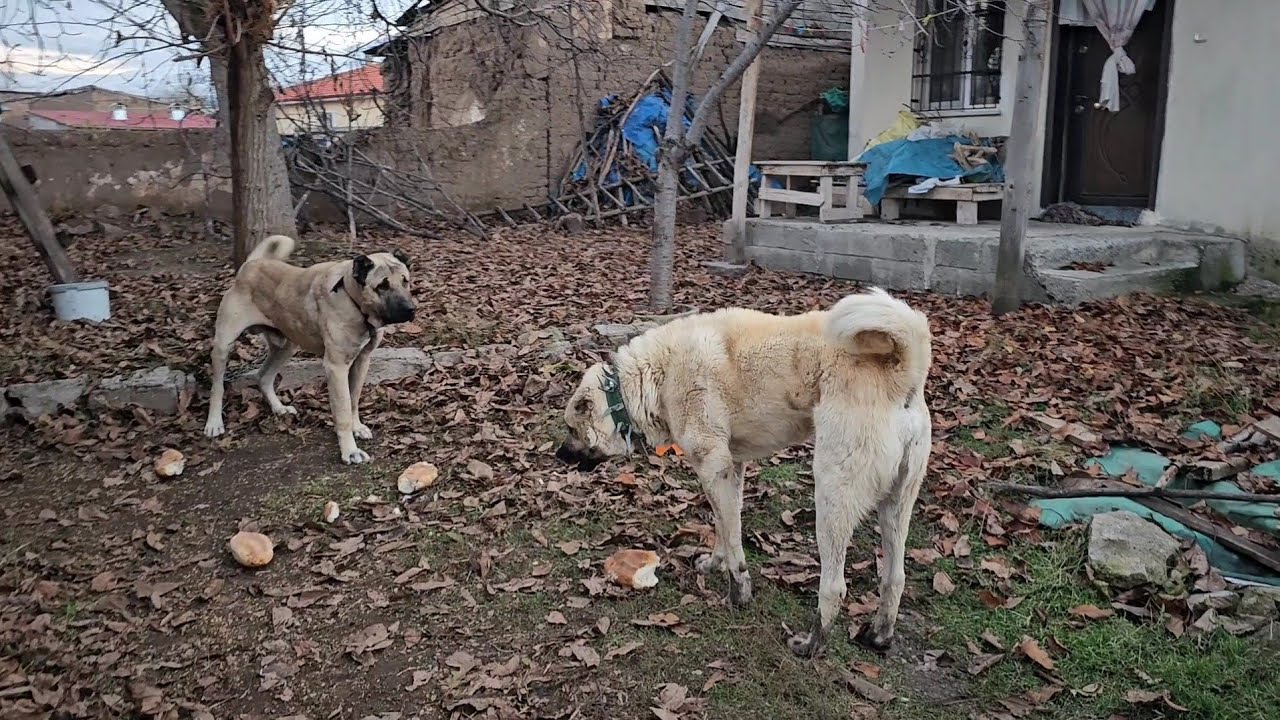 YENİ KÖPEK GİTMEK ZORUNDA KALDI ~BÖYLE GİDERSE ÇAPODA GİDECEK 