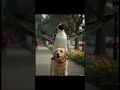 Penguin &amp; Pup’s Happy Ride! #penguin #viral #FunnyAnimals #CuteAndFunny #AnimalAdventure#ViralShorts