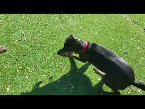 A Plott Hound learning leave it with a flirt pole
